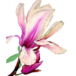 Minikort, Magnolia